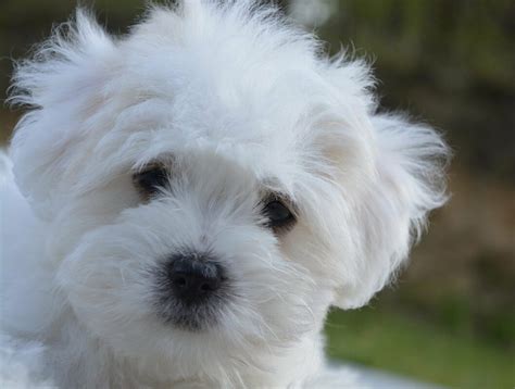 race de chien qui ne perte pas son cheveux.